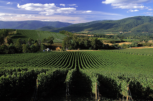 Yarra Valley Wineries :: Domaine Chandon :: Yering Station :: Oakridge