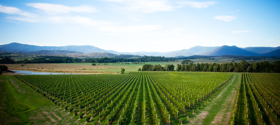Yarra Valley Wine Tours from Melbourne in Limousine :: Voted Best